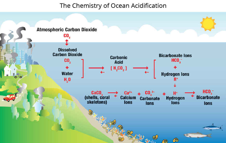 The Chemistry of Ocean Acidification