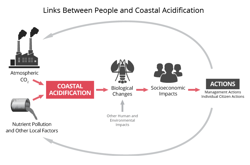 Links Between People and Ocean Acidification