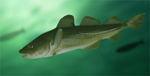 Atlantic cod