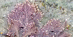 Coralline algae