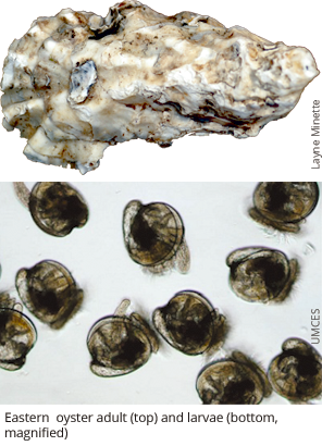 Oyster adult (top) and larvae (bottom, magnified)