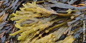 Fucus vesiculosus (Credit: Hans Hillewaert)