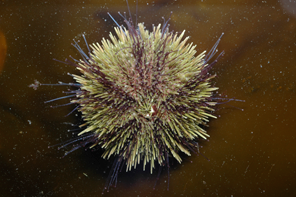 Green sea urchin by Hannah Robinson, Attribution, https://commons.wikimedia.org/w/index.php?curid=4091858