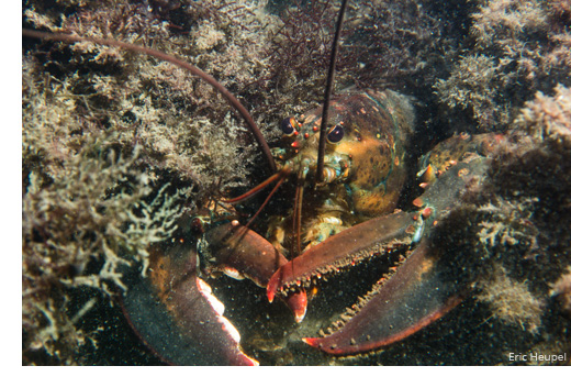 American lobster (Credit: Eric Heupel)