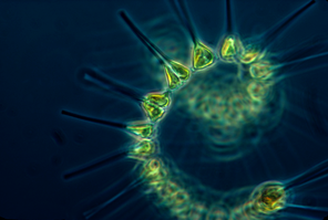 Phytoplankton (Credit: NOAA)