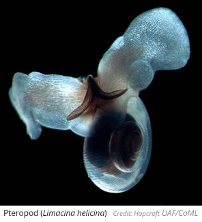 Pteropod