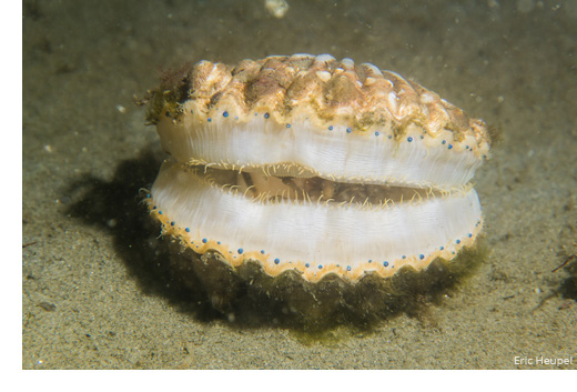 Scallop (Credit: Eric Heupel)