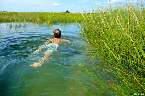 salt-marsh-credit-slack12-500x333px