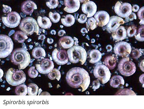 Spirorbis spirorbis; Photo credit: Paul Adamas