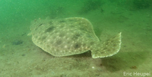 Summer Flounder